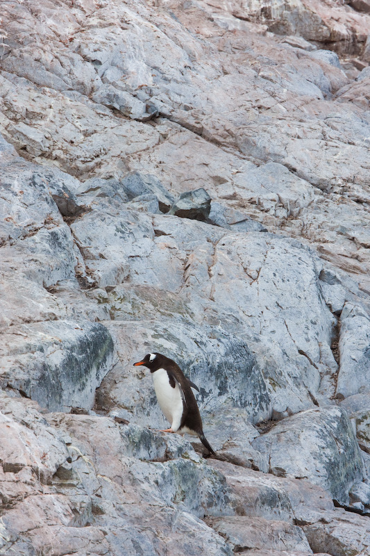 Gentoo Penguin Climbing Rock Face